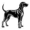 Coonhound Dog