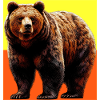bear