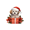 Pyjama Chien Caniche Humour Noel