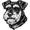 Schnauzer Portrait