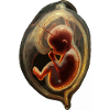 Embryo silhouette in uterus