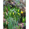 EC Fleurs I jonquille J’offre Printemps