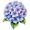 Hydrangea Flower