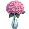 Hydrangea