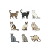 Cat Species Recognition Motif