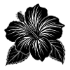 Hibiscus flower
