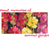 Doux souvenirs du jardin d’été - Hollyhocks