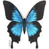 Blue Butterfly Neon Wings