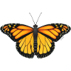 Monarchenschmetterling Sonnenflügel