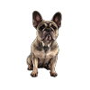 French Bulldog , French Bulldog ,Bulldog