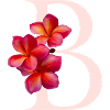 B Flower