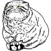 Gros chat