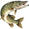 Hecht im Sprung – detaillierte Fischillustration