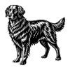 Golden retreiver