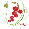 Red currants