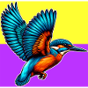 kingfisher