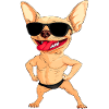 Chihuahua Trainer