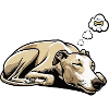 Whippet Windhund Whippets Windhundbesitzer