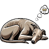 Whippet Windhund Whippets Windhundbesitzer