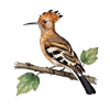 Hoopoe on branch