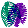 Dual chromatic ribcage