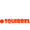 Single Taken Squirrel