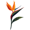 Paradiesvogelblume 