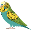 Perruche perruche turquoise vert jaune