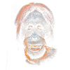 Sjov meme med en orangutang