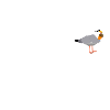 Glückstadt Möwe Elbe