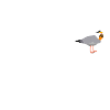 Eckernförde Möwe Ostsee