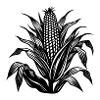 Corn stalk