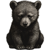 Black and White Bear Cub