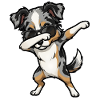 Dabbing Australian Shepherd
