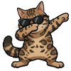 Chat du Bengale en train de s’essuyer