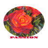 Passion - Vibrant Red Rose Macro Ellipse