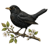 Blackbird on Flower Branch - Spring Design