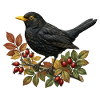 Native blackbird on rosehip branch
