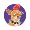 Punk Chihuahua Mohawk