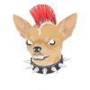 Punk Chihuahua Mohawk