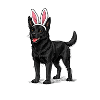 Dark dog with rabbit ears