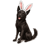 Black dog with rabbit ears