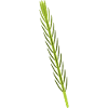 Rosemary Botanical Illustration