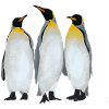 Three Penguins
