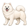 White Furry Samoyed