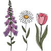Foxglove Daisy Tulip III