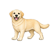 Biscuit Labrador