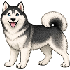 Cheerful Husky