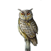 Eagle Owl with Orange Eyes