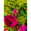 Pink Roses in Green Garden